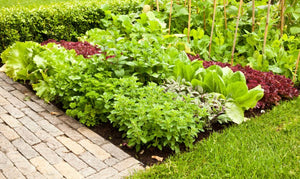 Lush garden of vegetables