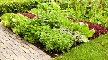 Lush garden of vegetables